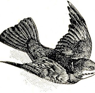 A close up of a bird