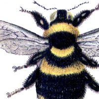 Bumblebee Clip Art