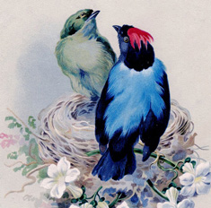 2 Birds on Nest