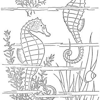 sea horse coloring page illustration