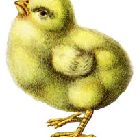 Chick Clipart