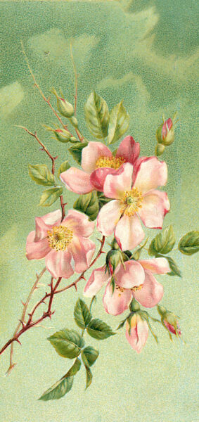 vintage summer iphone wallpaper with vintage wild roses